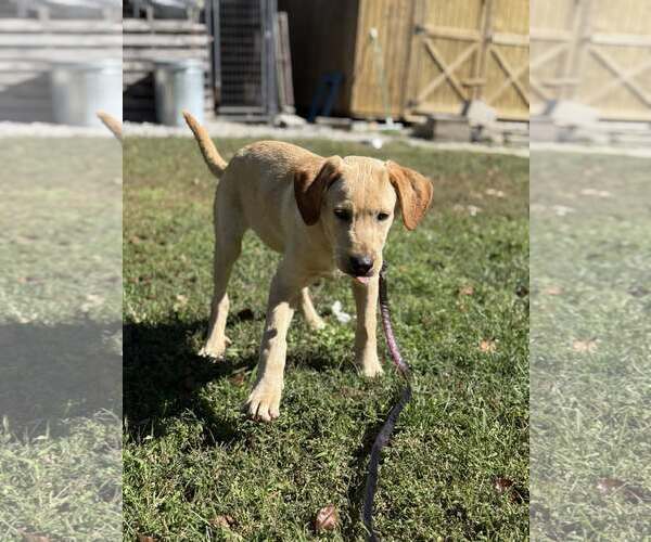 Medium Photo #2 Labralas Puppy For Sale in Attalka, AL, USA