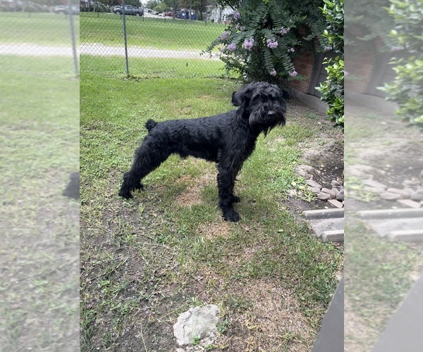 Medium Photo #1 Schnauzer (Giant) Puppy For Sale in SPRING, TX, USA
