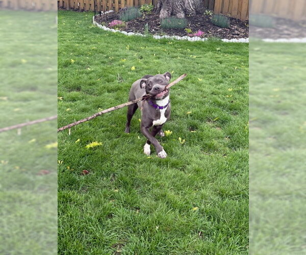 Medium Photo #4 Mutt Puppy For Sale in Crete, IL, USA
