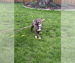 Small #3 Mutt