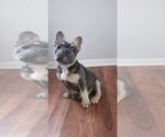 Small Photo #4 French Bulldog Puppy For Sale in KNOXVILLE, TN, USA