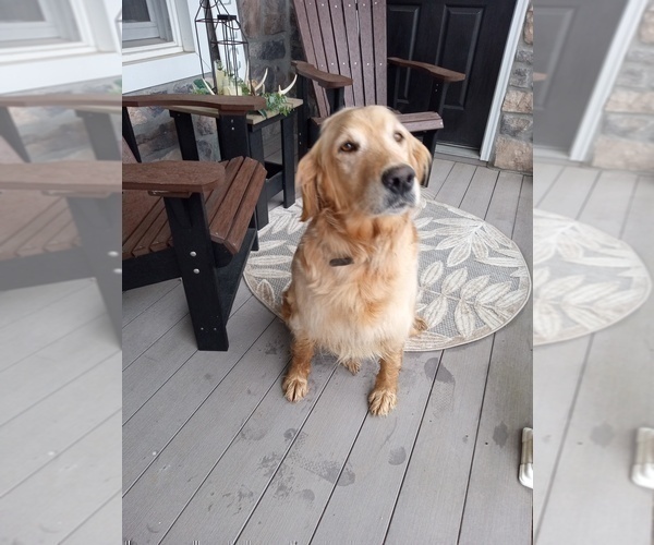 Medium Photo #1 Golden Retriever Puppy For Sale in SENECA FALLS, NY, USA