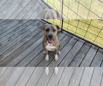 Small #1 Great Pyrenees-Plott Hound Mix