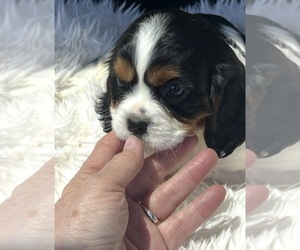 Cavalier King Charles Spaniel Puppy for sale in NILES, MI, USA