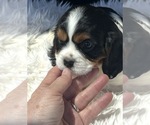 Image preview for Ad Listing. Nickname: AKC Spotty