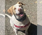 Small Photo #17 Mutt Puppy For Sale in Elmsford, NY, USA
