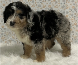 Australian Shepherd-Old English Sheepdog Mix Puppy for sale in FREDERICKSBURG, OH, USA
