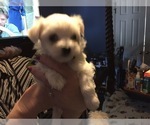 Small Photo #77 Maltese Puppy For Sale in BRKN ARW, OK, USA