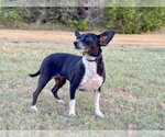 Small Photo #3 Chihuahua-Unknown Mix Puppy For Sale in PIPE CREEK, TX, USA