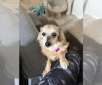 Small #1 Mutt