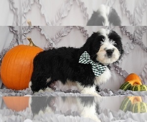 Bernedoodle Puppy for sale in LANCASTER, PA, USA