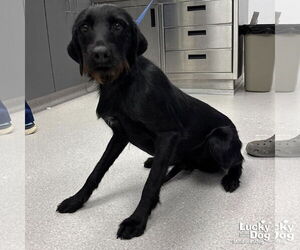 Labrador Retriever-Unknown Mix Dogs for adoption in Washington, DC, USA