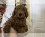 Small Photo #17 Poodle (Standard) Puppy For Sale in VICTOR, NY, USA