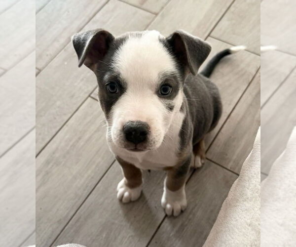 Medium Photo #12 Australian Shepherd-Unknown Mix Puppy For Sale in OKLAHOMA CITY, OK, USA