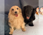 Small #2 Dachshund Mix