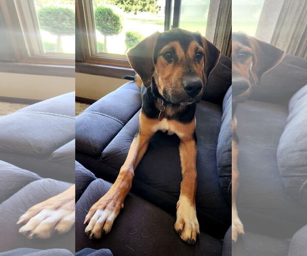 Medium Photo #1 Mutt Puppy For Sale in Genesee, WI, USA