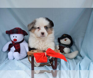 Australian Shepherd Puppy for sale in MILLERSBURG, OH, USA