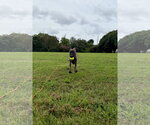 Small Photo #5 Holland Shepherd-Plott Hound Mix Puppy For Sale in Virginia Beach, VA, USA