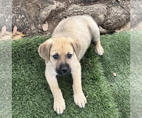 Medium Photo #3 Labrador Retriever-Unknown Mix Puppy For Sale in San Diego, CA, USA