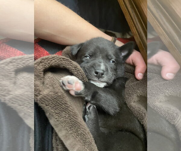 Medium Photo #1 Labrador Retriever-Unknown Mix Puppy For Sale in Princeton, MN, USA