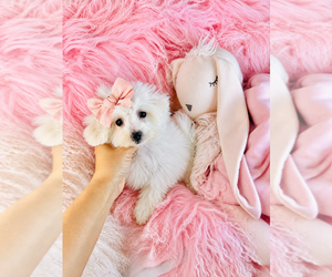 Maltese Puppy for sale in JACKSONVILLE, FL, USA
