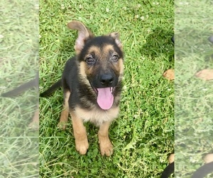 German Shepherd Dog Puppy for sale in RIGA, MI, USA