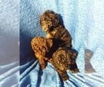 Small #8 Poodle (Toy)