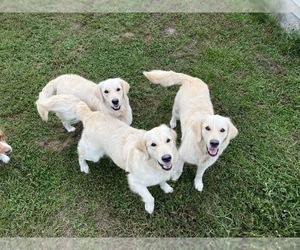 Mother of the Golden Retriever puppies born on 07/07/2022