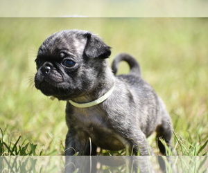 Pug Puppy for sale in PALM COAST, FL, USA