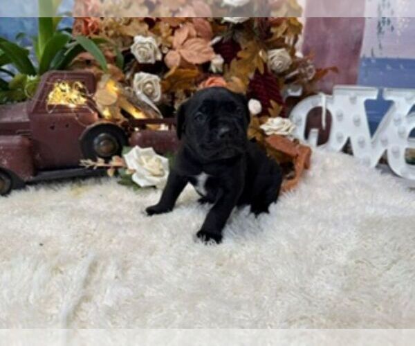 Medium Photo #3 Cane Corso Puppy For Sale in OOLOGAH, OK, USA