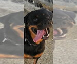 Small #6 Rottweiler
