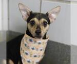 BABY - Female Chihuahua-Unknown Mix Dog for Adoption - Small photo