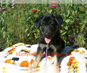 German Shepherd Dog Puppy for sale in PIEDMONT, MO, USA
