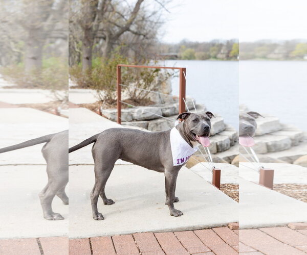 Medium Photo #10 Mutt Puppy For Sale in Crete, IL, USA