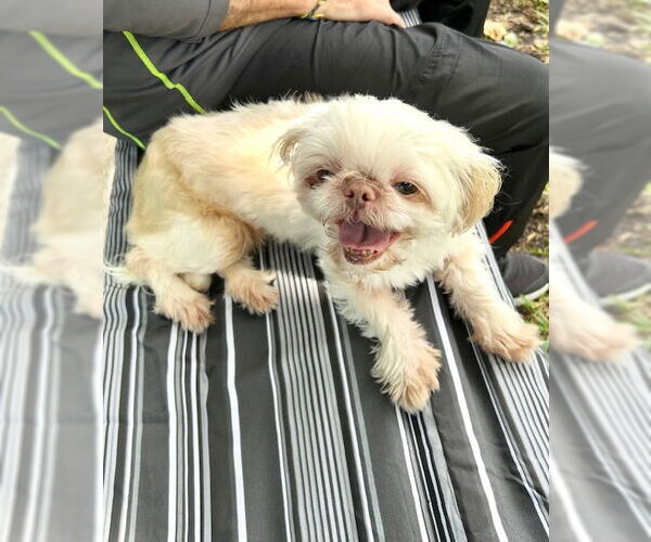 Medium Photo #8 Shih Tzu Puppy For Sale in Weston, FL, USA