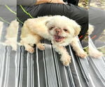 Small #7 Shih Tzu