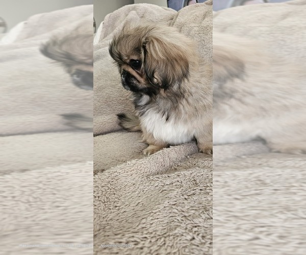 Medium Photo #5 Pekingese Puppy For Sale in PITTSTOWN, NJ, USA
