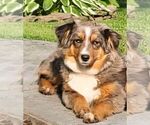 Small Photo #1 Miniature Australian Shepherd Puppy For Sale in NEW HOLLAND, PA, USA