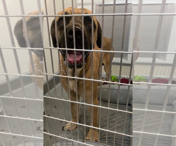 Medium Photo #3 Bullmastiff Puppy For Sale in Bryant, AR, USA