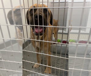 Hercules - Male Bullmastiff Dog for Adoption - Photo #3