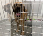 Small Photo #3 Bullmastiff Puppy For Sale in Bryant, AR, USA
