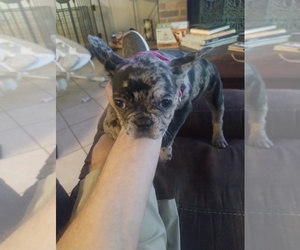 French Bulldog Puppy for sale in LONGVIEW, TX, USA