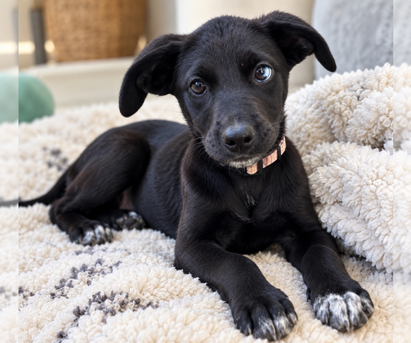 Medium Photo #1 Mutt Puppy For Sale in Mooresville, NC, USA