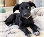 Frannie - Female Mutt Dog for Adoption - Small photo