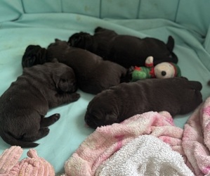 Labrador Retriever Puppy for sale in CONOVER, NC, USA