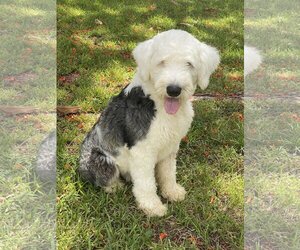 Old English Sheepdog-Unknown Mix Dogs for adoption in Miami, FL, USA