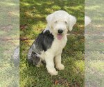 Small Photo #1 Old English Sheepdog-Unknown Mix Puppy For Sale in Miami, FL, USA