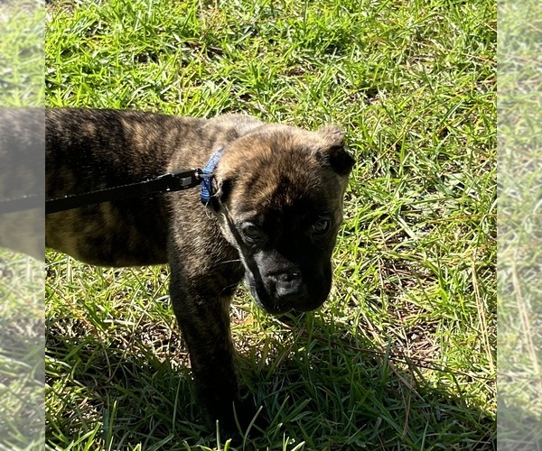 Medium Photo #6 Presa Canario Puppy For Sale in FAYETTEVILLE, NC, USA