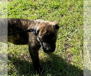 Medium Presa Canario
