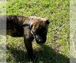 Puppy Blue Thunder Presa Canario
